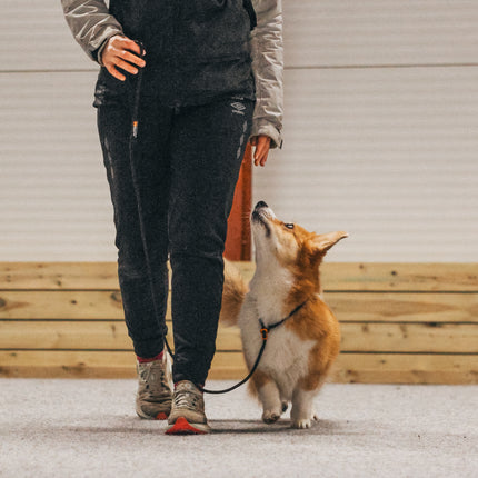 Non-stop dogwear Retriever Leash (Slip leash)