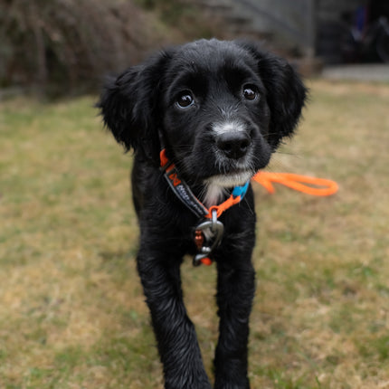 Non-stop dogwear Tumble Collar