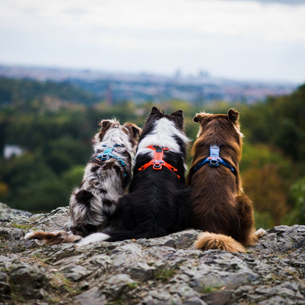 Non-stop dogwear Line Harness