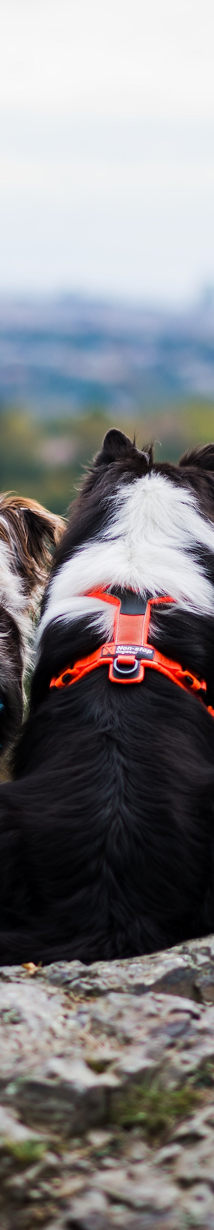 <h2>Line Harness - CNN Best Tested WINNER!</h2>