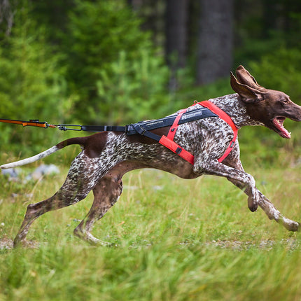Non-stop dogwear Freemotion Harness 5.0