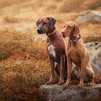 Non-stop dogwear Trial Quest Collar