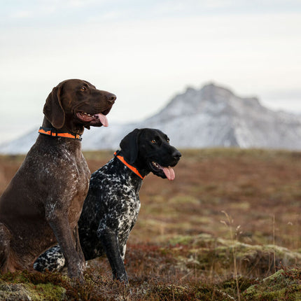 Non-stop dogwear Trial Quest Collar