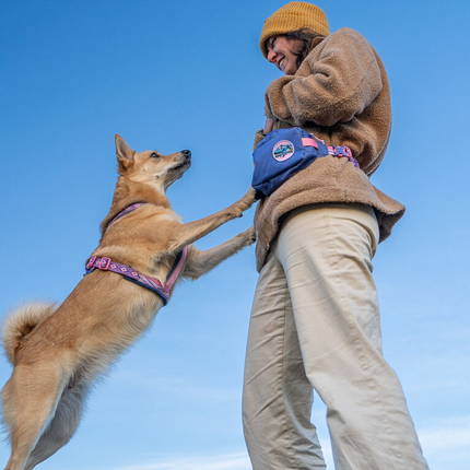 Non-stop dogwear Trail quest fanny pack (Rachel Pohl edition)