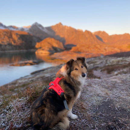Non-stop dogwear Ramble Harness