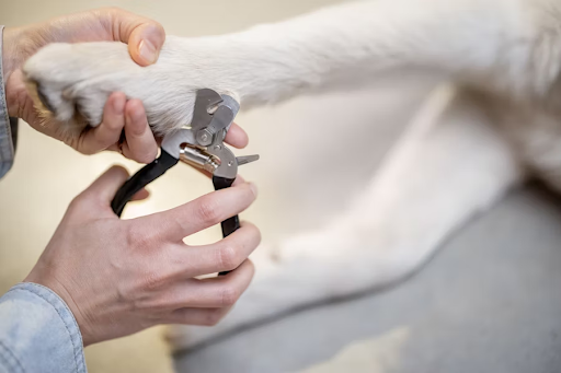 <h2>Nail Cutting & Grinding</h2>