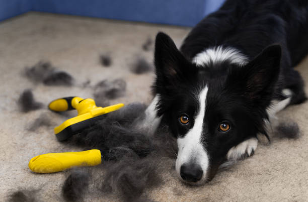 <h2>Deshedding</h2>
