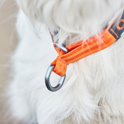 Non-stop dogwear Cruise Collar