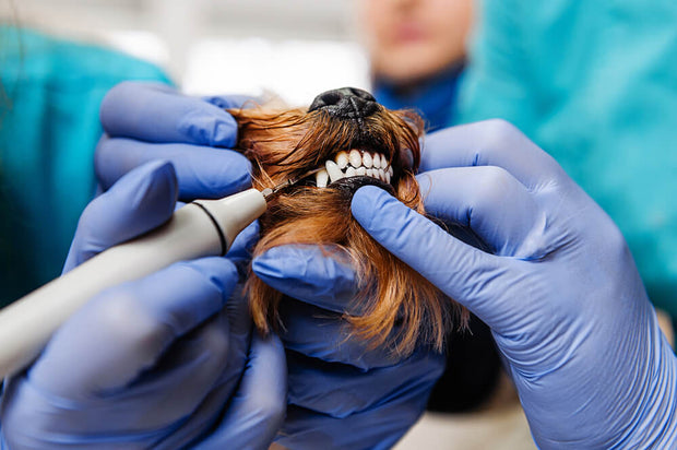 <h2>Non-GA Dental Cleaning</h2>