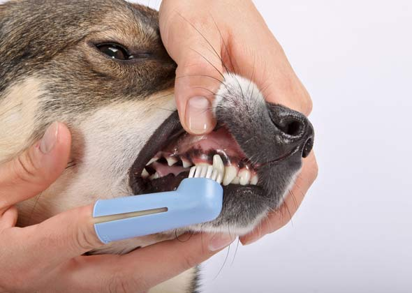 <h2>Teeth brushing</h2>