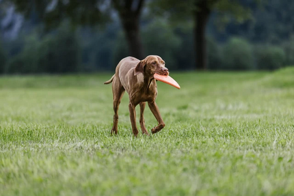 Non-stop dogwear Dog flying disc