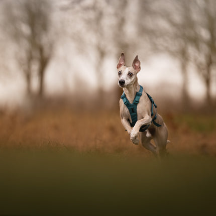 Non-stop dogwear Ramble Harness Long