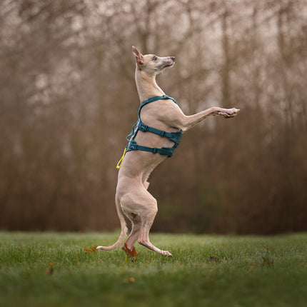 Non-stop dogwear Ramble Harness Long