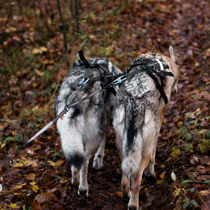 Non-stop dogwear Touring Double (Split leash)