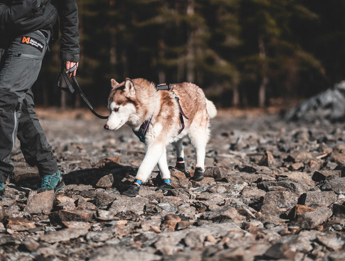 <h2>High performance dog gears</h2>