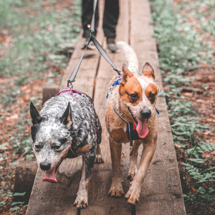 Non-stop dogwear Touring Double (Split leash)
