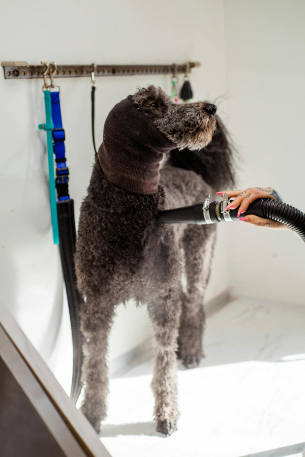 <h2>Bath & Fluff</h2>