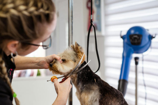 <h2>Full Grooming</h2>