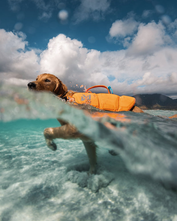 <h2>Swim</h2>