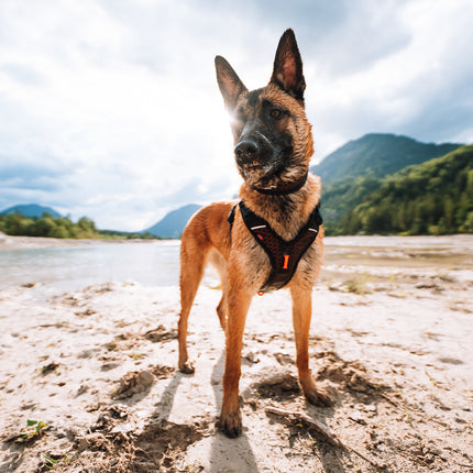 Non-stop dogwear Rock Harness