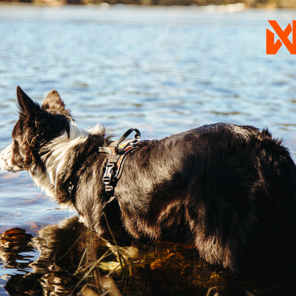 Non-stop dogwear Rock Harness