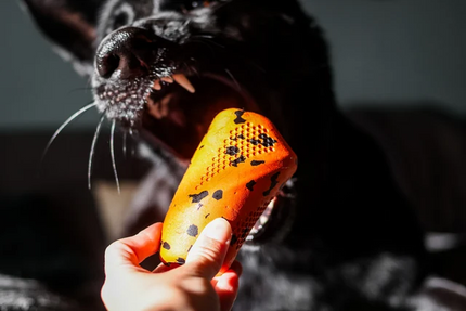 Non-stop dogwear Dog throw toy