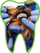 Dog Dental Cleaning