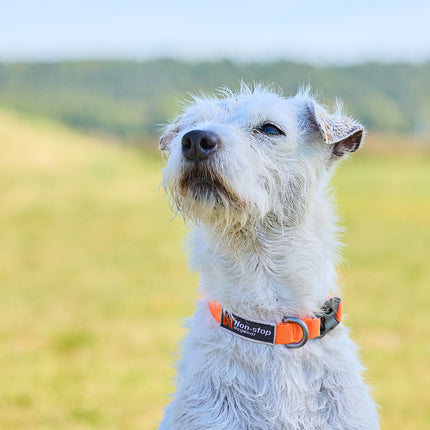 Non-stop dogwear Tumble Collar