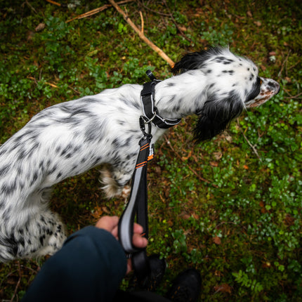 Non-stop dogwear Touring Bungee Adjustable (Multi-use leash)