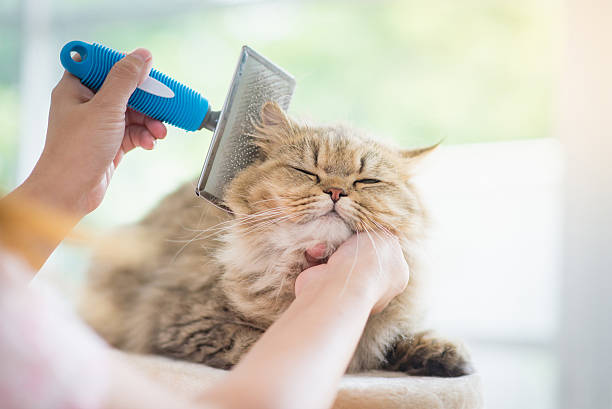 <h2>Basic Grooming</h2>